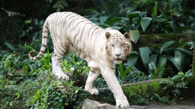 Guangzhou Zoo