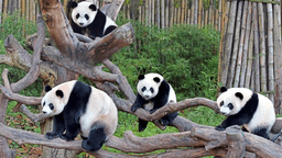 Chimelong Safari Park